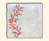 Corallo Rosso su Cristal Bianco Perlato 15x15cm